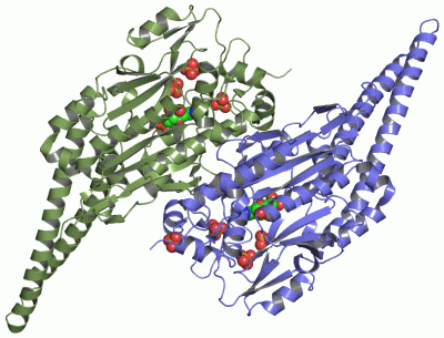 Image Asym./Biol. Unit - manually