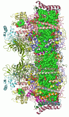 Image Asym./Biol. Unit - manually