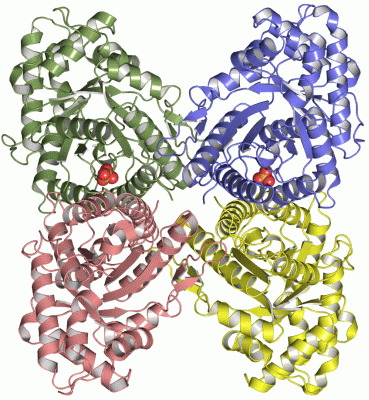 Image Asym./Biol. Unit - manually