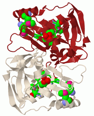 Image Biol.Unit 1 - manually