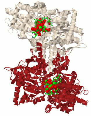 Image Biol.Unit 1 - manually