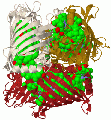 Image Biol.Unit 1 - manually