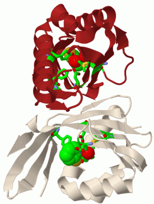 Image Biol.Unit 1 - manually