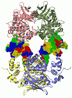 Image Asym./Biol. Unit - manually