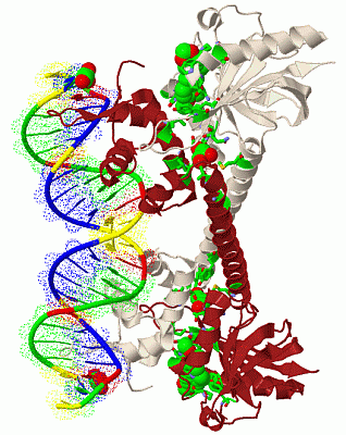 Image Biol.Unit 1 - manually