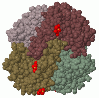 Image Biol.Unit 1 - manually