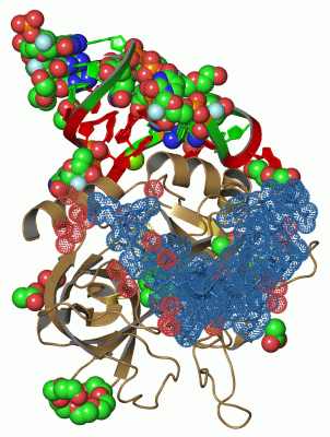 Image Asym./Biol. Unit - manually