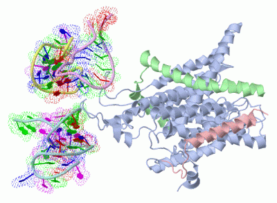 Image Asym./Biol. Unit - manually