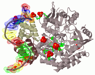 Image Biol.Unit 1 - manually