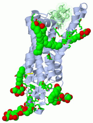 Image Asym./Biol. Unit - manually