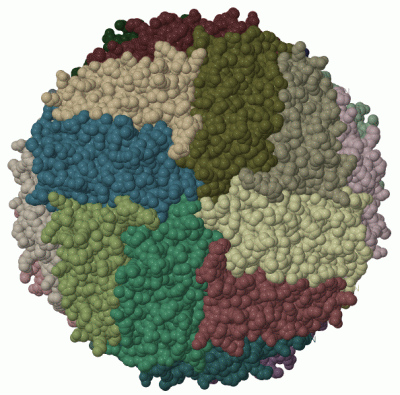 Image Biol.Unit 1 - manually