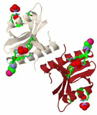 Image Biol.Unit 1 - manually