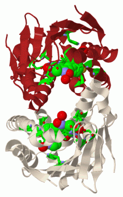 Image Biol.Unit 1 - manually