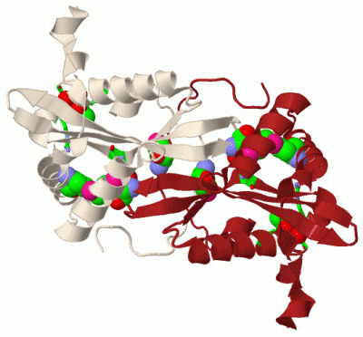 Image Biol.Unit 1 - manually