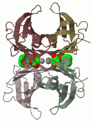 Image Biol.Unit 1 - manually