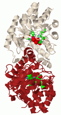 Image Biol.Unit 1 - manually