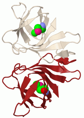 Image Biol.Unit 1 - manually