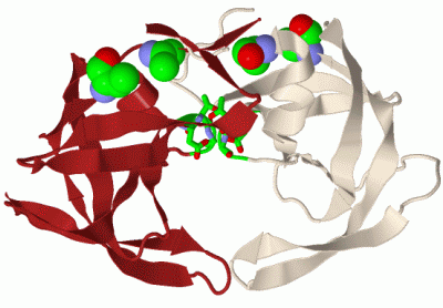 Image Biol.Unit 1 - manually