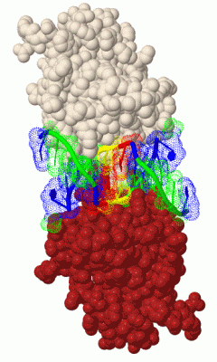 Image Biol.Unit 1 - manually