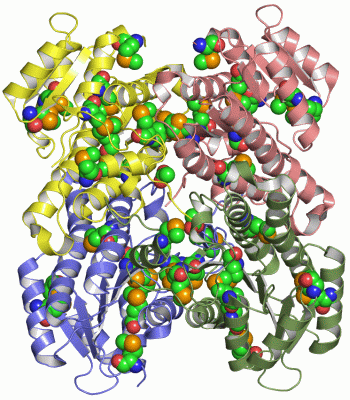 Image Asym./Biol. Unit - manually