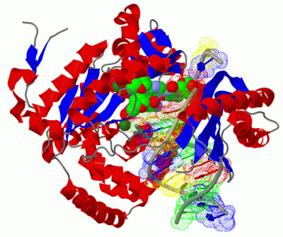 Image Biol.Unit 1 - manually