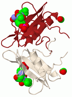 Image Biol.Unit 1 - manually