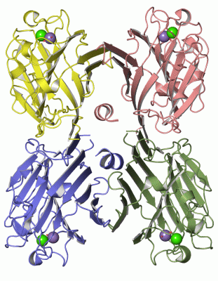 Image Asym./Biol. Unit - manually