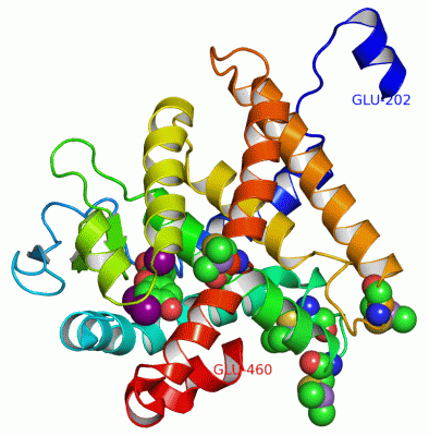 Image Asym./Biol. Unit - manually