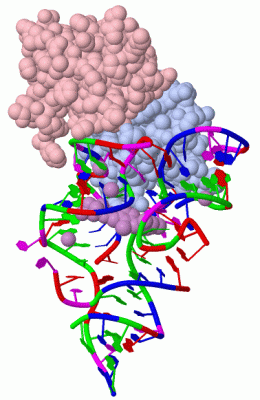 Image Biol.Unit 1 - manually