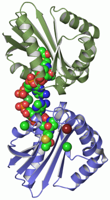 Image Asym./Biol. Unit - manually