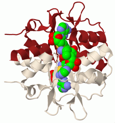 Image Biol.Unit 1 - manually