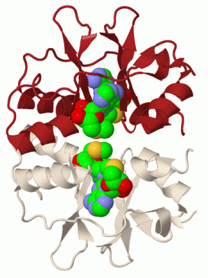 Image Biol.Unit 1 - manually