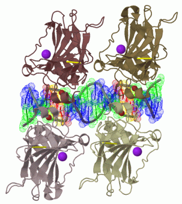 Image Biol.Unit 1 - manually
