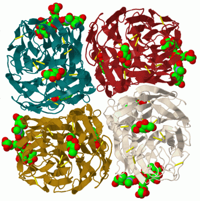 Image Biol.Unit 1 - manually