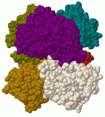 Image Biol.Unit 1 - manually