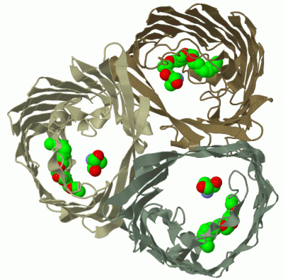 Image Biol.Unit 1 - manually