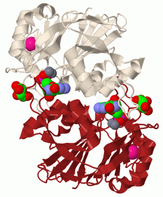 Image Biol.Unit 1 - manually