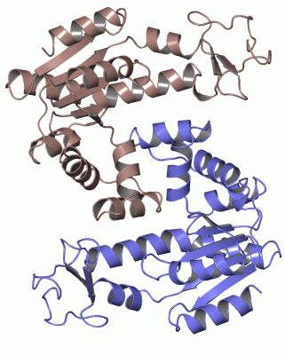 Image Asym./Biol. Unit - manually