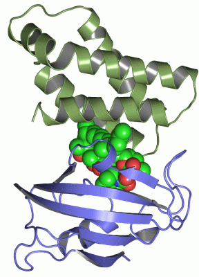 Image Asym./Biol. Unit - manually