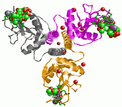 Image Asym./Biol. Unit - manually