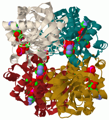 Image Biol.Unit 1 - manually