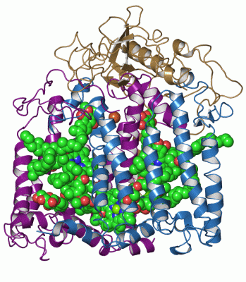 Image Asym./Biol. Unit - manually