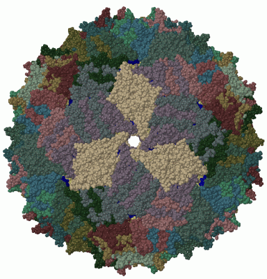 Image Biol.Unit 1 - manually