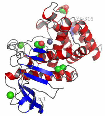 Image Asym./Biol. Unit - manually