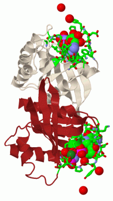 Image Biol.Unit 1 - manually