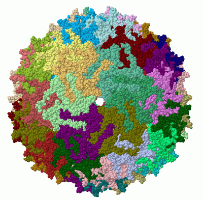 Image Biol.Unit 1 - manually