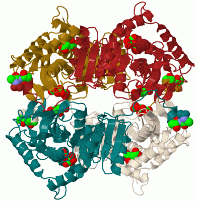 Image Biol.Unit 1 - manually