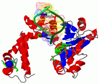 Image Asym./Biol. Unit - manually