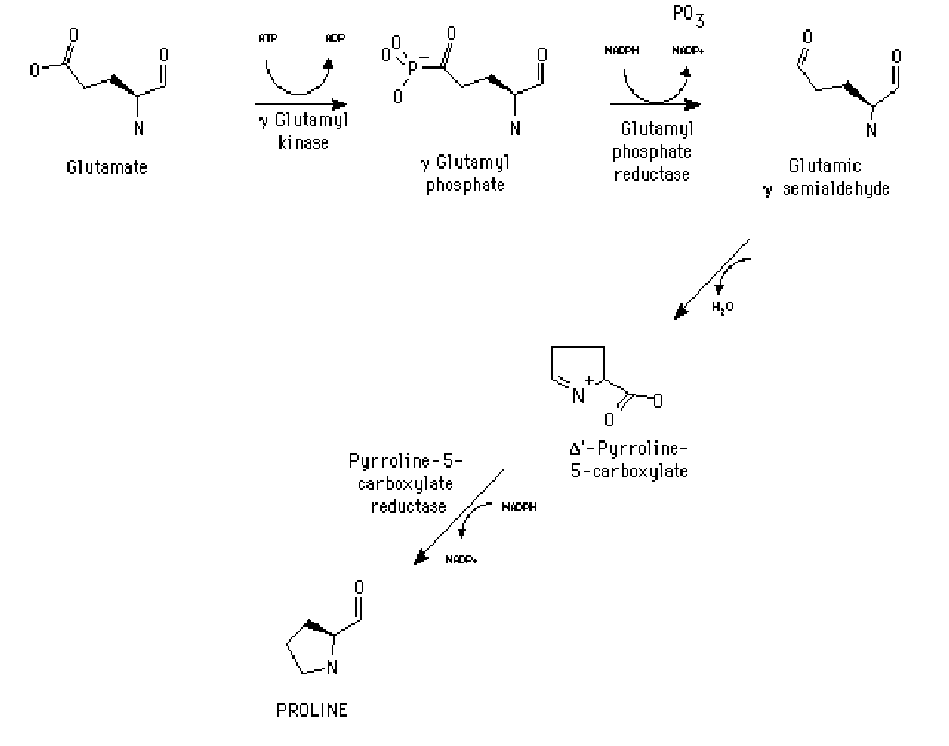 Глутамил цистеинил глицин динатрия. Синтез пролина. Пролин из глутаминовой кислоты. Пролин синтезируется из глутамата. Глутамат в пролин.