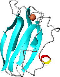 MolMol image highlighting the secondary structure of plastocyanin according to the information stored with the PDB file 1PLC